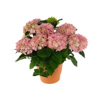 Hortenzia kalinolistá - Hydrangea macrophylla 'Early Blue'® P14
