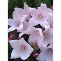 Platycodon grandiflorus 'Astra White' P13