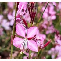 Gaura lindheimeri ´Rose´ P13