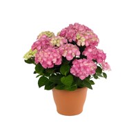 Hortenzia kalinolistá - Hydrangea macrophylla 'Early Blue'® P14