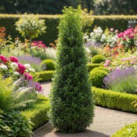 Bršlen japonský ´Benkomasaki´ – Exkluzívny stĺpovitý ker 120/140cm