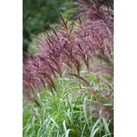 Ozdobnica čínska -Miscanthus sinensis 'Zebrinus' Co18
