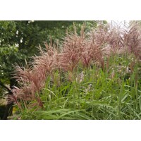 Ozdobnica čínska -Miscanthus sinensis 'Zebrinus' Co18
