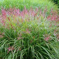 Ozdobnica čínska -Miscanthus sinensis 'Zebrinus' Co18