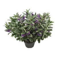 Hebe Andersonii ´Twins´ MIX
