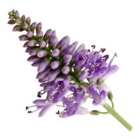 Hebe Andersonii ´Twins´ MIX