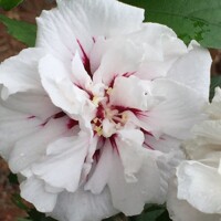 Ibištek - Hibiscus syriacus ´Speciosus´ Co7,5L  Km60