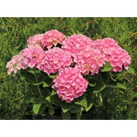 Hortenzia kalinolistá - Hydrangea macrophylla ´River Pink´ Co5L  25/30