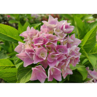 Hortenzia kalinolistá - Hydrangea macrophylla ´River Pink´ Co5L  25/30