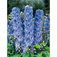 Stračonôžka - Delphinium 'Dark Blue Black Bee' P15