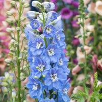 Stračonôžka - Delphinium 'Dark Blue Black Bee' P15