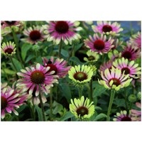 Echinacea purpurea ´Magnus´ P14