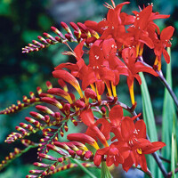 Montbrécia - Crocosmia ´Lucifer´ Co1,5L
