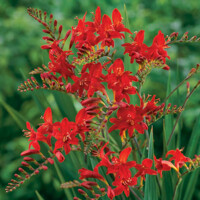 Montbrécia - Crocosmia ´Lucifer´ Co1,5L