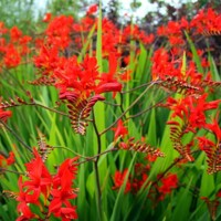 Montbrécia - Crocosmia ´Lucifer´ Co1,5L