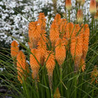 Kniphofia uvaria´Flamenco´  Co1.5L