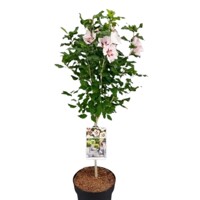 Ibištek - Hibiscus syriacus ´Speciosus´ Co7,5L  Km60