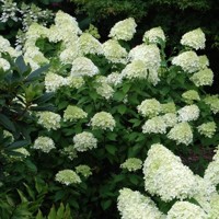 Hortenzia metlinatá - Hydrangea Paniculata ’Limelight'  Co10L KM90