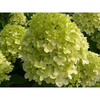 Hortenzia metlinatá - Hydrangea Paniculata ’Limelight'  Co10L KM90