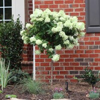 Hortenzia metlinatá - Hydrangea paniculata 'Little Lime'  Co2L 30/40