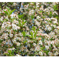 Višňa krovitá - Prunus fruticosa 'Globosa'  Co20L  8/10 KM220