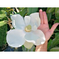 Magnólia veľkokvetá - Magnolia grandiflora 'Gallisoniensis' Co55L 175-200