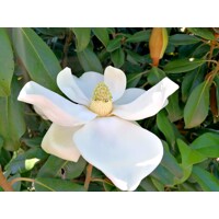 Magnólia veľkokvetá - Magnolia grandiflora 'Gallisoniensis' Co55L 175-200
