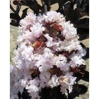 Myrta krepová červená - Lagerstroemia indica ´Dynamite´ Co10L