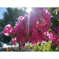 Myrta krepová ružová- Lagerstroemia indica ´Rosea´ Co3L 20/30