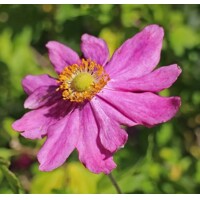 Anemone hybrida ´Whirlwind´ P14