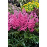 Astilba - Astilbe Arendsii ´Astary Rose´ Co1L