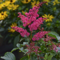 Astilba - Astilbe Arendsii ´Astary Rose´ Co1L