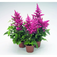 Astilba - Astilbe Arendsii ´Astary Rose´ Co1L