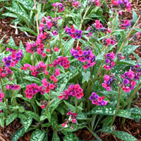 Pulmonaria saccharata ´Mrs. Moon´ P14