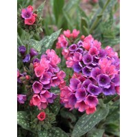 Pulmonaria saccharata ´Mrs. Moon´ P14