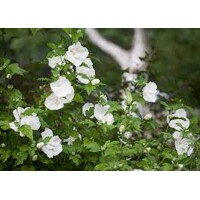 Ibištek - Hibiscus syriacus ´White Chiffon´Co2L (biela)