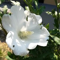 Ibištek - Hibiscus syriacus ´White Chiffon´Co2L (biela)
