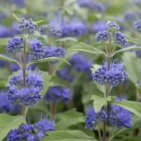 Caryopteris x clandonensis 'Sterling Silver'  Co3L