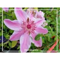 Plamienok - Clematis 'Rubens' 40+ Co1L 40/50