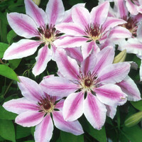 Plamienok - Clematis 'Rubens' 40+ Co1L 40/50