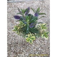 Hebe Andersonii ´Twins´ MIX