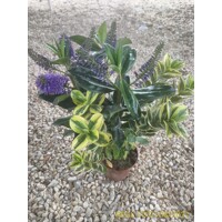 Hebe Andersonii ´Twins´ MIX