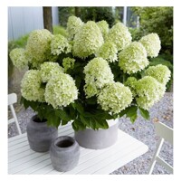 Hortenzia metlinatá - Hydrangea paniculata 'Little Lime'  Co2L 30/40