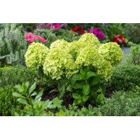 Hortenzia metlinatá - Hydrangea paniculata 'Little Lime'  Co2L 30/40