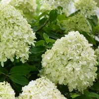 Hortenzia metlinatá - Hydrangea paniculata 'Little Lime'  Co2L 30/40