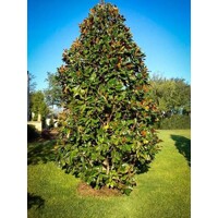 Magnólia veľkokvetá - Magnolia grandiflora 'Gallisoniensis´ Co24  100/120