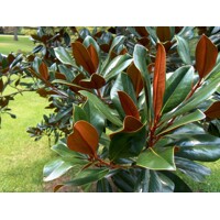 Magnólia veľkokvetá - Magnolia grandiflora 'Gallisoniensis´ Co24  100/120