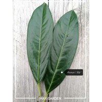 Vavrínovec lekársky - Prunus laurocerasus ´Elly´ 100+ Co5L