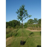 Javor mliečny - Acer platanoides ´Columnare´ Co25L 8/10