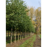 Javor mliečny - Acer platanoides ´Columnare´ Co25L 8/10